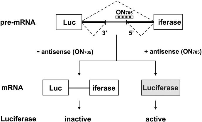 Fig. 1