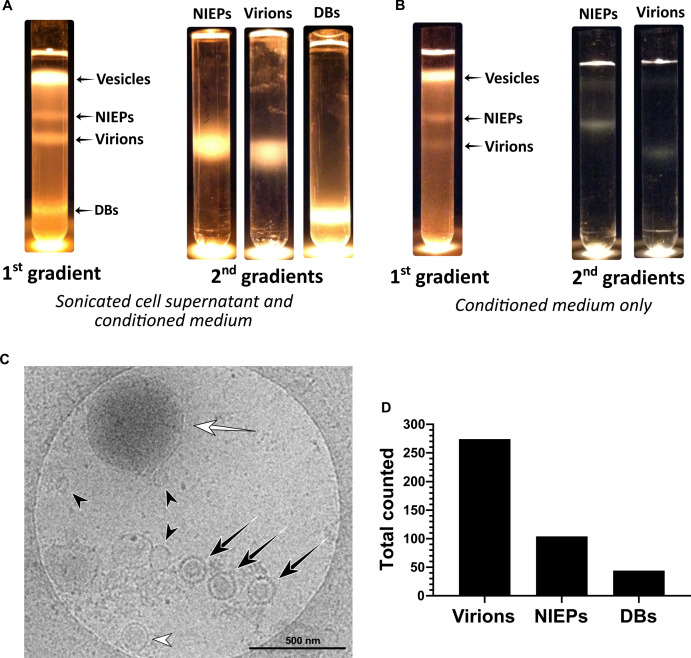 Figure 1—figure supplement 1.