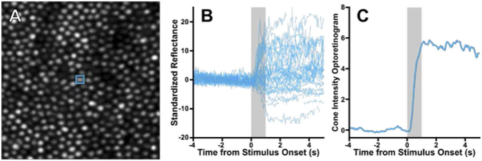 Fig. 1.