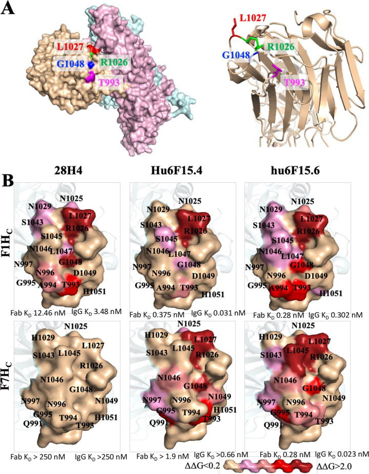 Fig 6