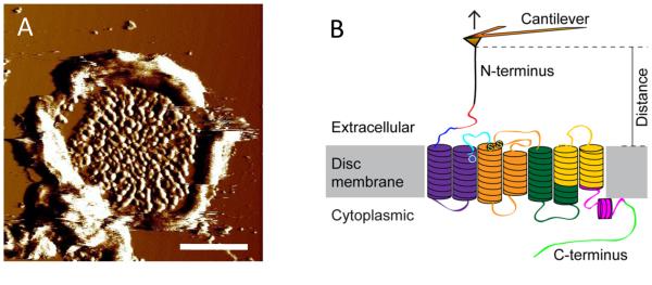 Fig. 1