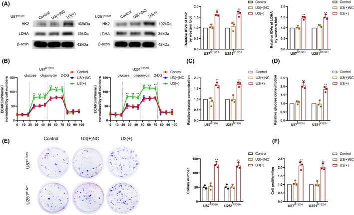 FIGURE 3