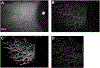 Fig 2.