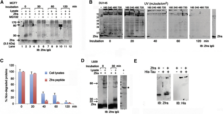 Fig. 6