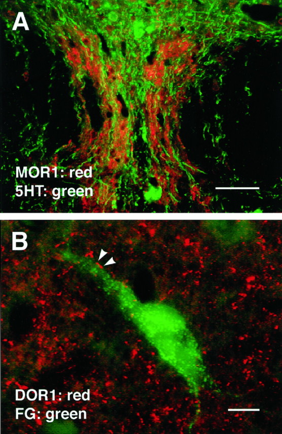 Fig. 11.