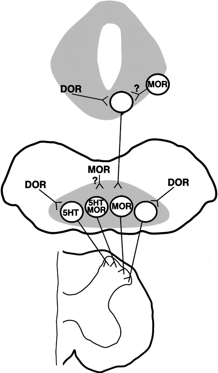 Fig. 12.