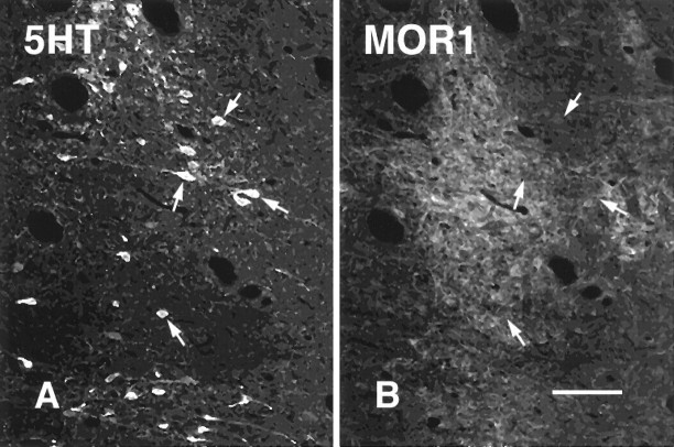 Fig. 9.