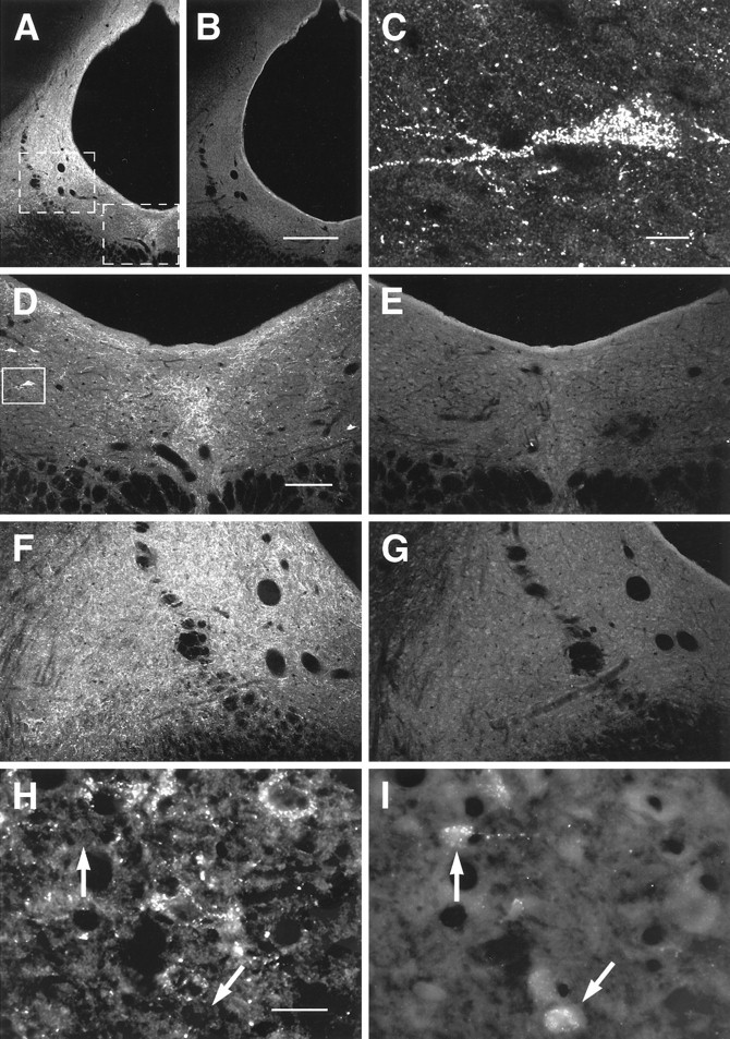 Fig. 10.