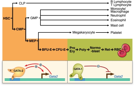 FIGURE 1.