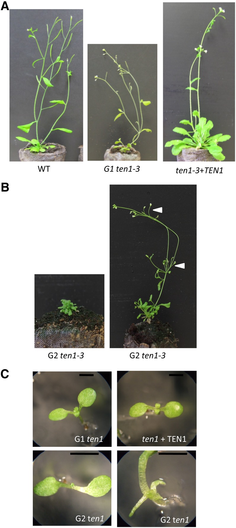 Figure 2.