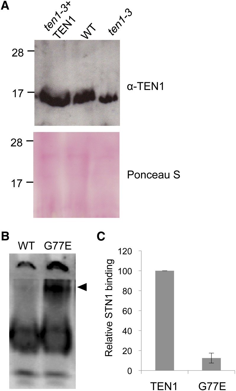 Figure 3.