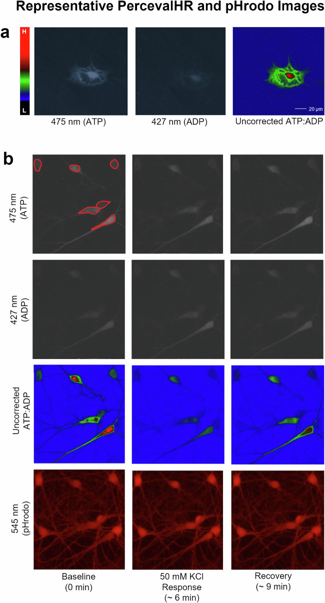 Fig. 7