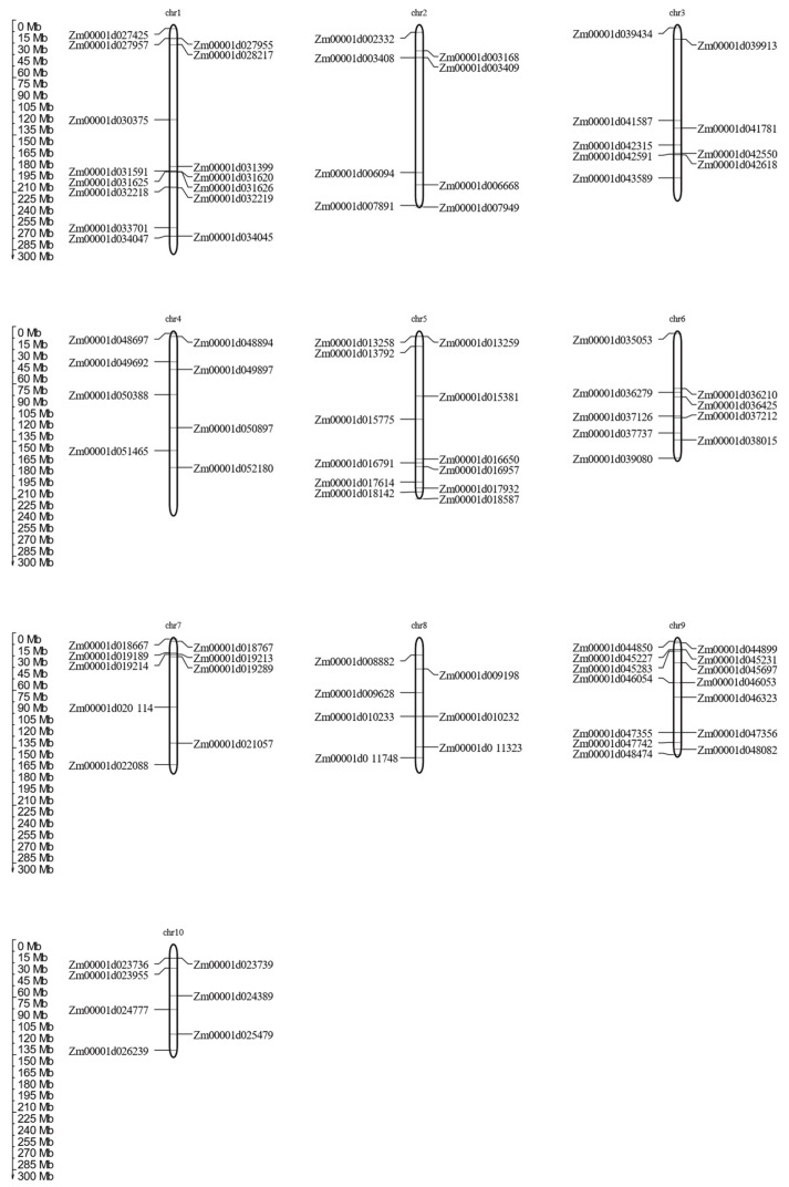 Genome-Wide Analysis of the MADS-Box Gene Family in Maize: Gene ...