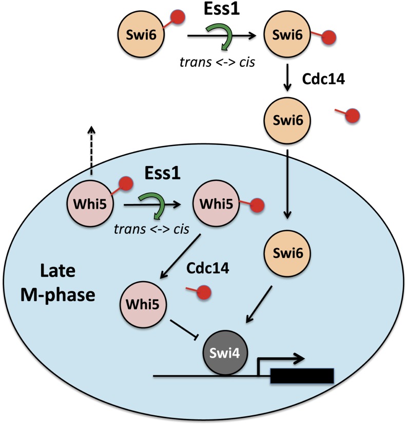 Figure 7