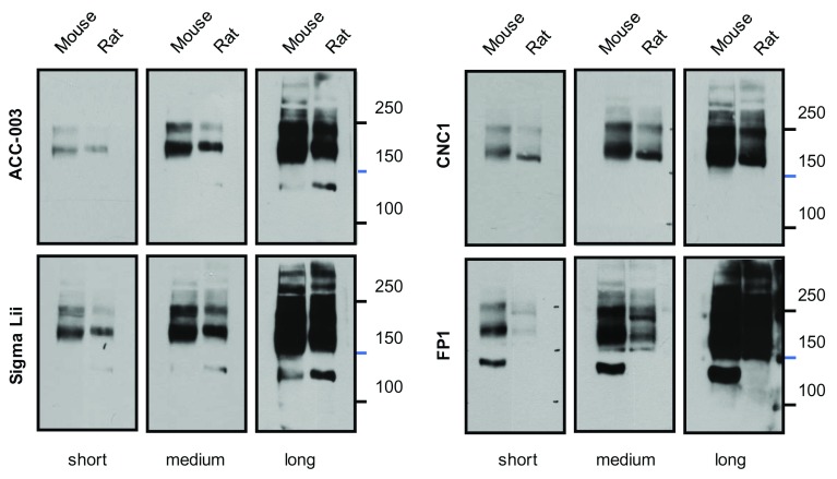 Figure 11. 