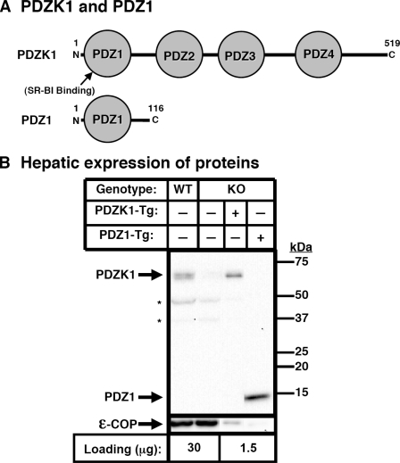 FIGURE 1.