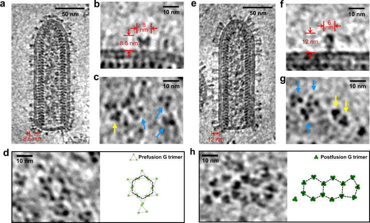 Fig. 4