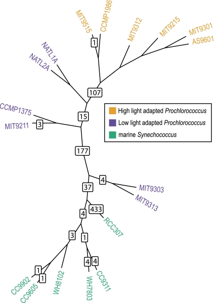 FIG. 3.—