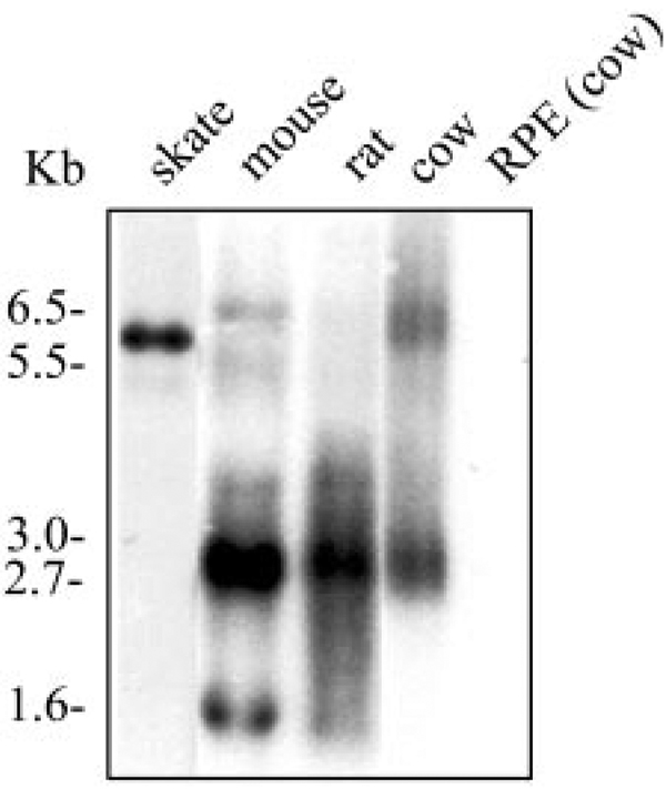 FIGURE 2