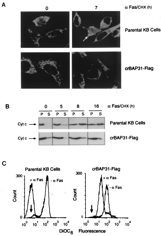 FIG. 6