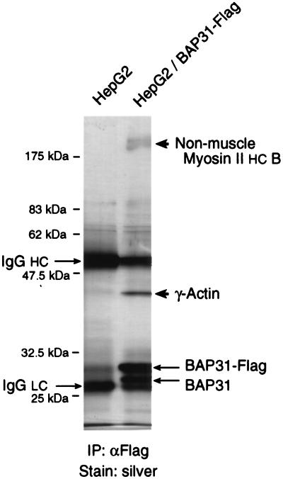 FIG. 8