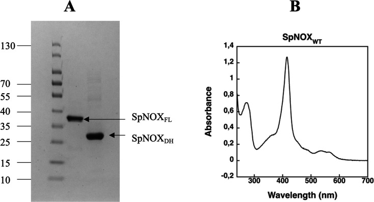 Figure 1—figure supplement 1.