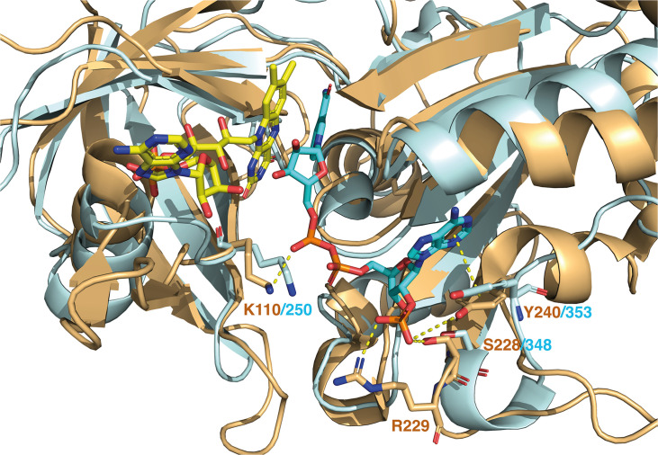 Figure 9—figure supplement 1.