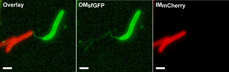 Figure 4—figure supplement 1.