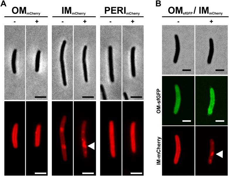 Figure 1—figure supplement 1.