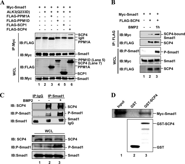 FIGURE 4.