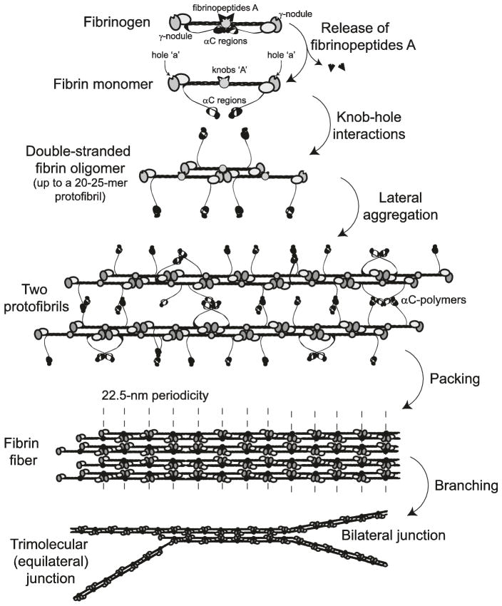 Fig. 13.3