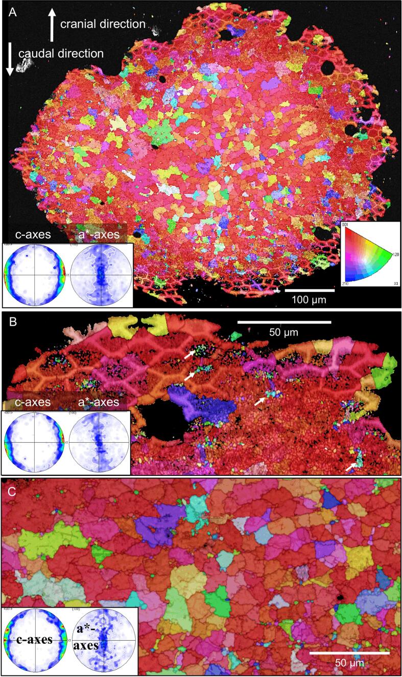 Fig. 10