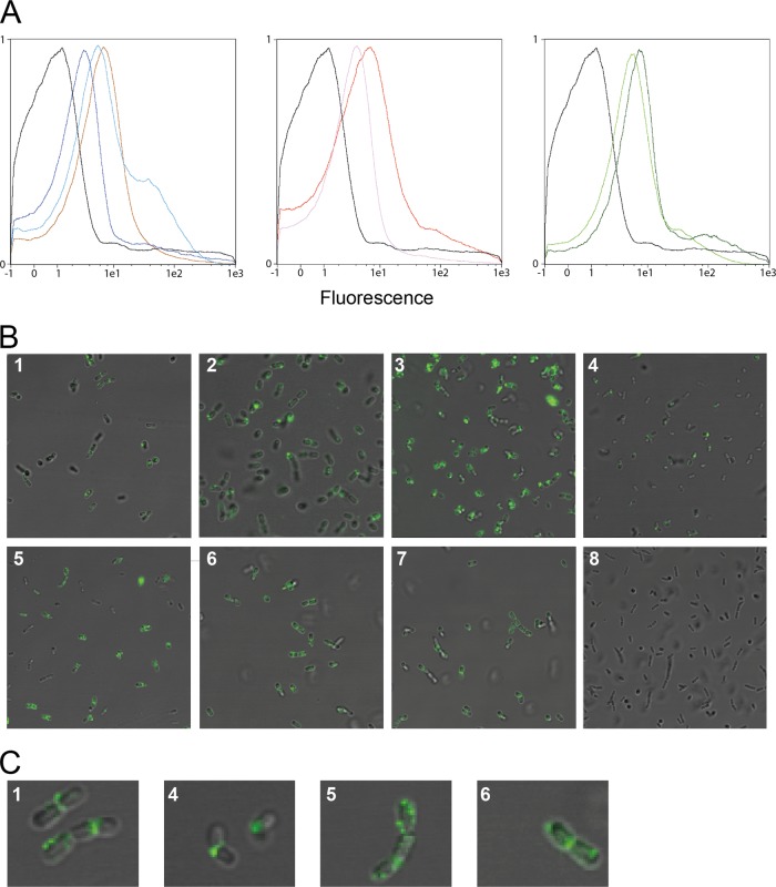 Fig 3