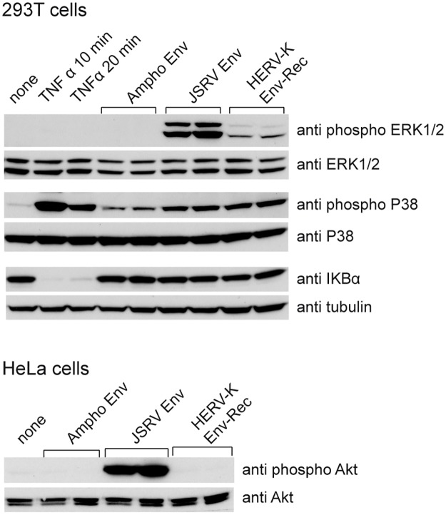 Fig 7