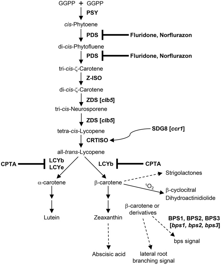 FIGURE 1