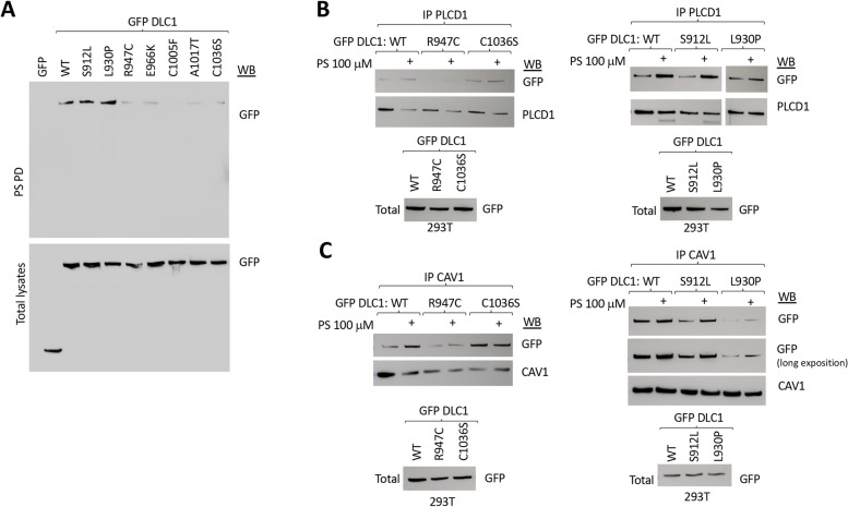 Fig. 6