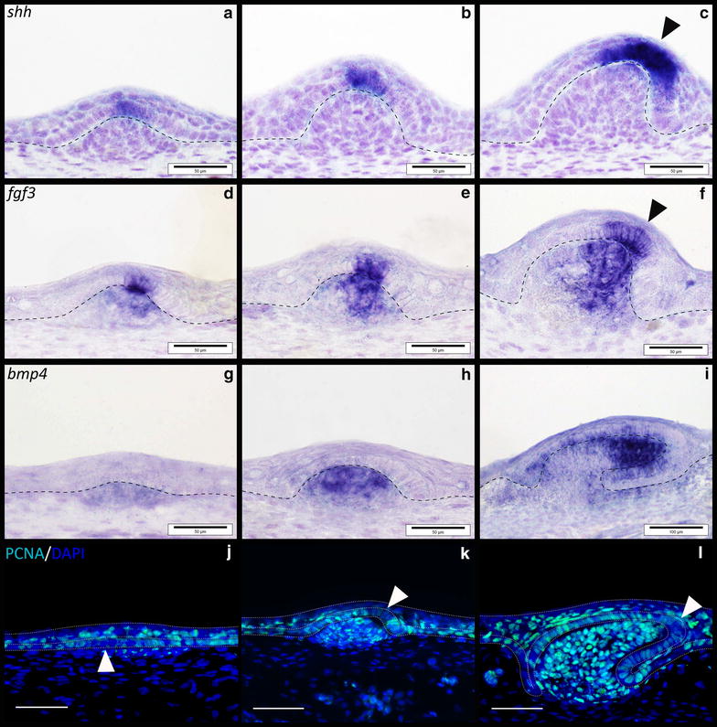 Fig. 8