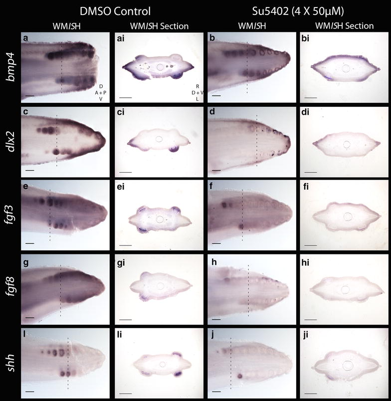 Fig. 10