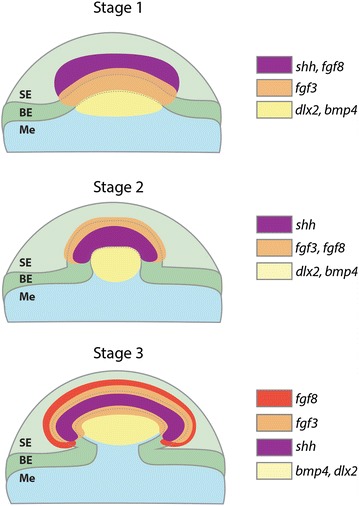 Fig. 7