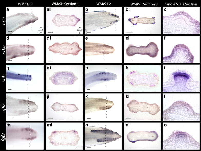 Fig. 4