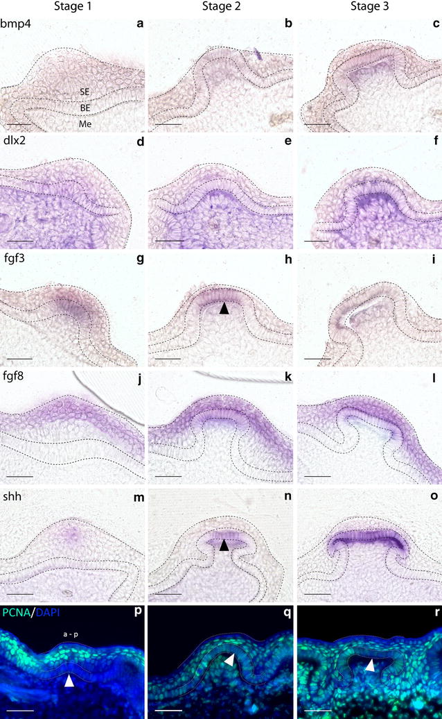 Fig. 6