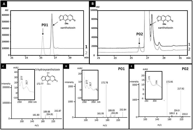 FIGURE 2