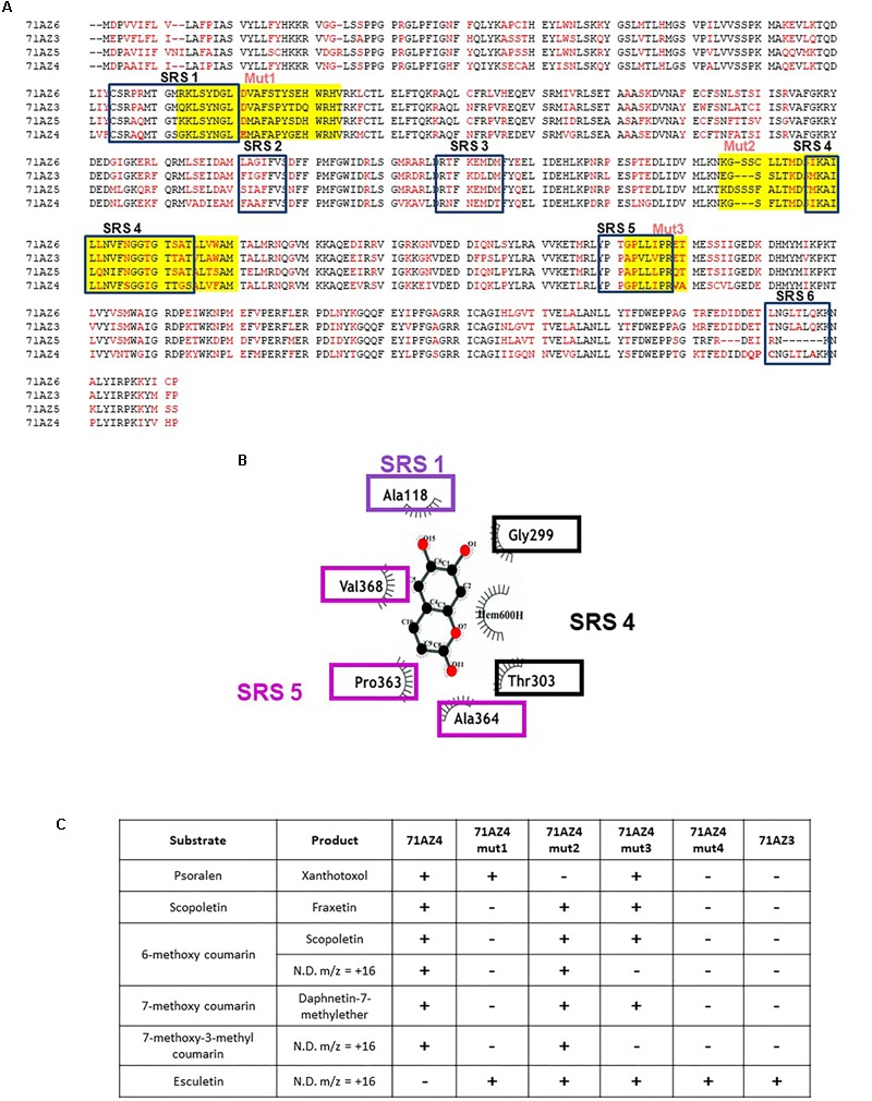 FIGURE 7