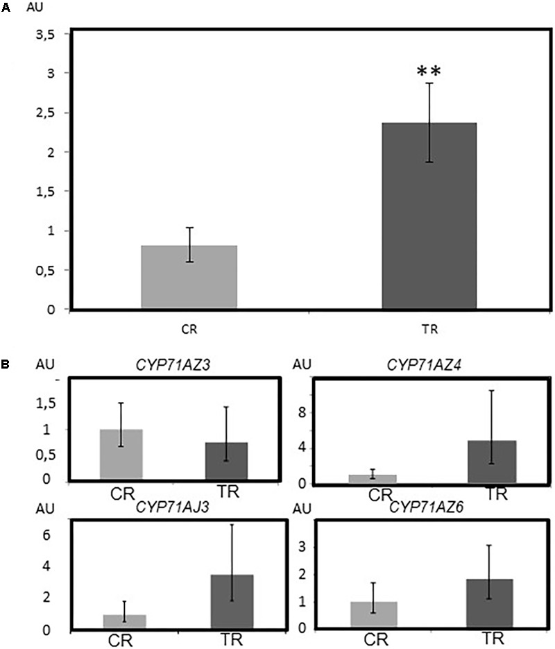 FIGURE 4