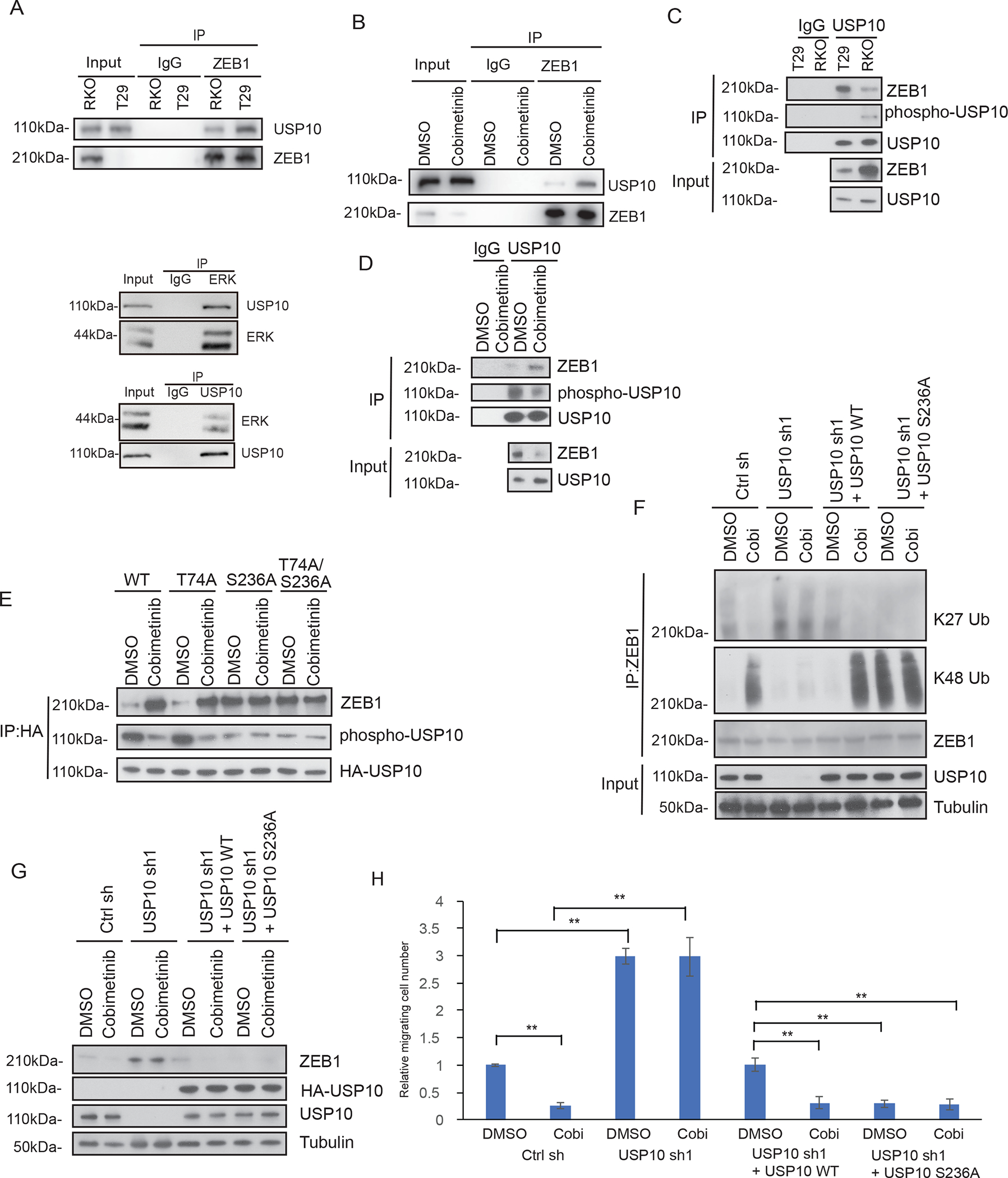 Fig.6.