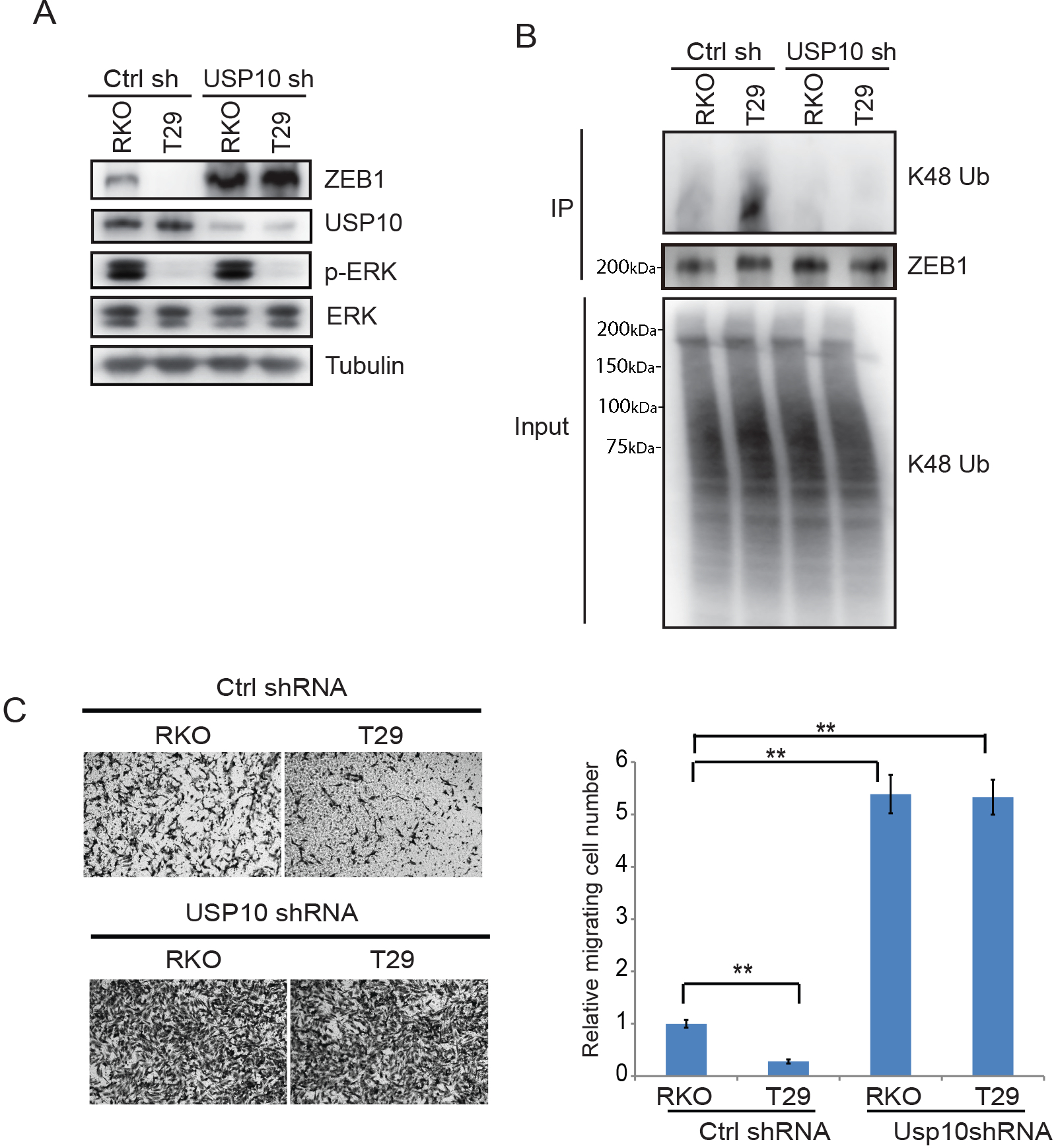 Fig.3.