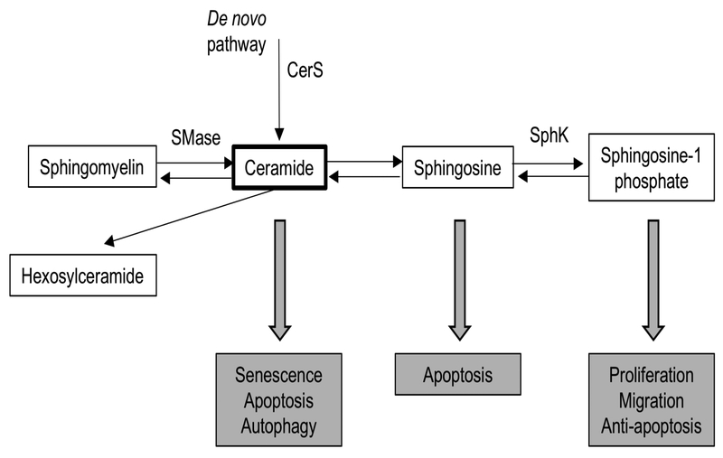 Figure 1: