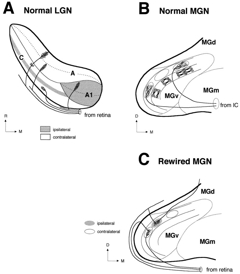 Fig. 12.