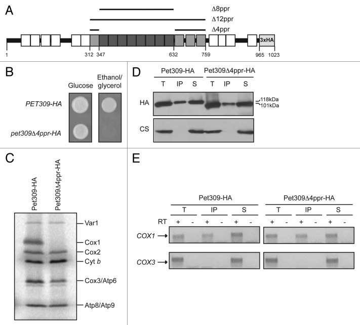 graphic file with name rna-11-953-g5.jpg