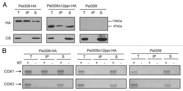 graphic file with name rna-11-953-g4.jpg